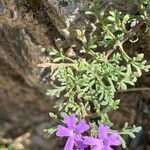 Verbena bipinnatifida Лист