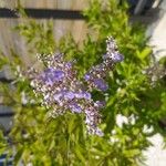 Vitex negundo Virág
