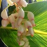 Alpinia zerumbet Flower