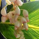 Alpinia zerumbetFlor