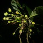 Aegiphila costaricensis Frukt