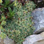 Saxifraga caesia Likasa