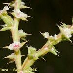 Salsola australis autre