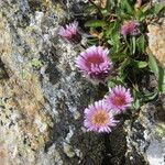 Erigeron neglectus Diğer