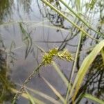 Carex otrubae Blomst