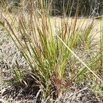 Eragrostis paniciformis Costuma