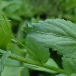 Campanula rhomboidalis Blad