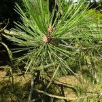 Pinus thunbergii Lehti