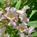 × Chitalpa tashkentensis Flors