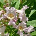 × Chitalpa tashkentensis Flower