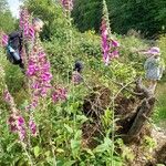 Digitalis purpureaÇiçek