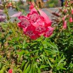 Penstemon hartwegii Blomma