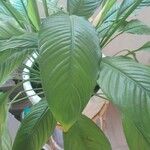 Spathiphyllum blandum Leht