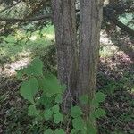 Tilia japonica Bark