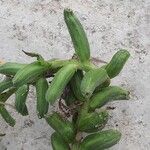 Oenothera pycnocarpa Fruct