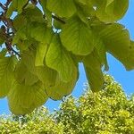 Magnolia kobus 葉