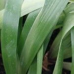 Iris japonica Leaf