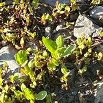 Hypericum ellipticum Leaf