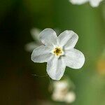 Omphalodes linifolia പുഷ്പം
