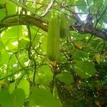 Luffa cylindrica Fruit