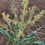 Chlorophytum gallabatense Flower