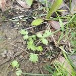 Potentilla intermedia Leaf