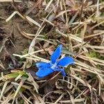 Gentiana vernaFlower