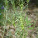 Aegilops neglecta Natur