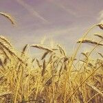 Elymus canadensis Blad