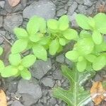 Euphorbia peplus 葉
