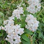 Deutzia crenata Blüte