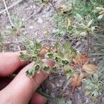 Androsace maxima Fula