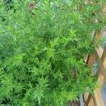 Artemisia annua Vivejo