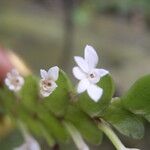 Angraecum aporoides Flower