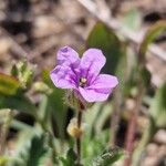 Erodium botrys Flor