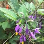 Solanum dulcamaraBloem