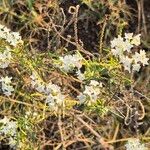 Heliotropium longiflorum फूल