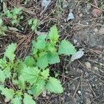 Chenopodiastrum murale Leaf