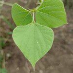 Pachyrhizus erosus Leaf