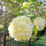 Viburnum macrocephalum Blüte