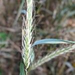 Elymus virginicus Frucht