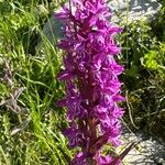 Dactylorhiza majalisBlüte