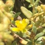 Helianthemum squamatum Flor