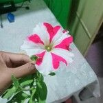 Λουλούδι