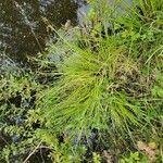 Carex elongata Habitatea