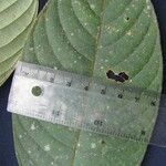 Psychotria pilosa Hoja