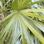 Leucothrinax morrisii Листок