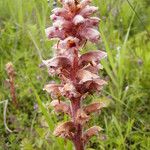 Orobanche amethystea Çiçek