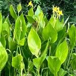 Canna flaccida Leaf