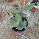 Kalanchoe orgyalis Folha